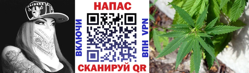 Купить где  Феодосия  Конопля ГИДРОПОН 
